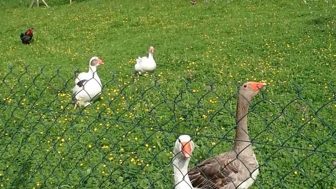Ferme Familiale Chez Lili Villa Alex Eksteriør billede